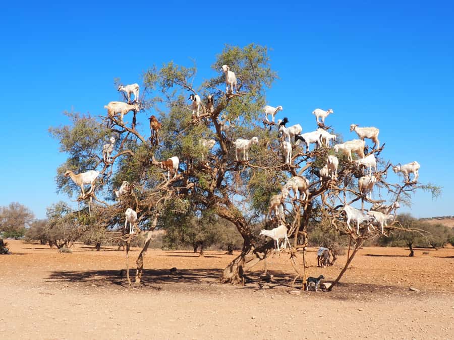 Marrakech: Essaouira Day Trip with Transfers and Co-op Visit - The café stop and a chance to stretch