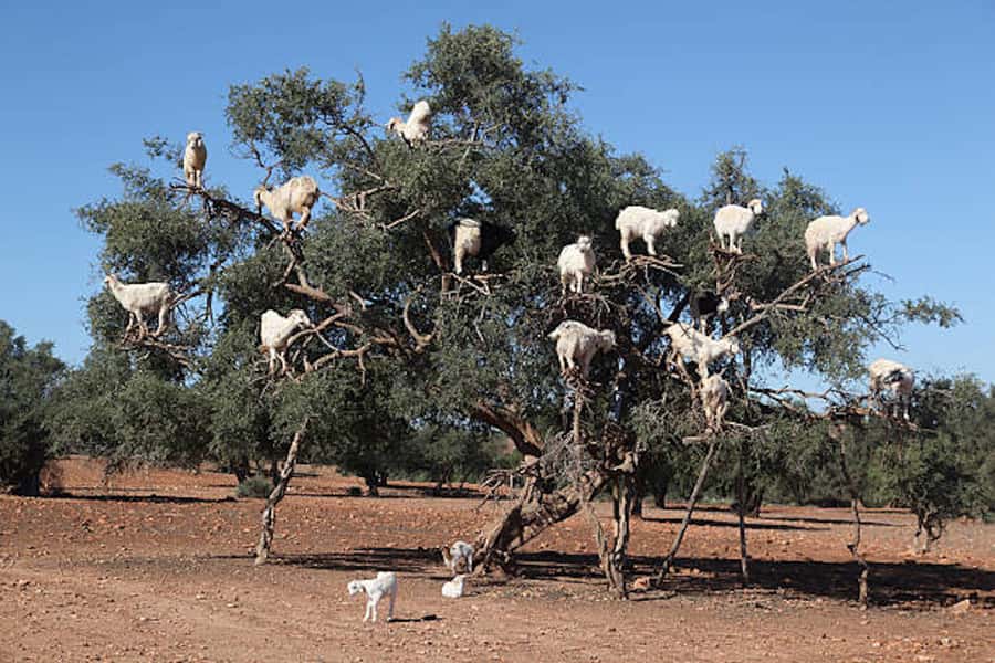 Marrakech: Essaouira Full-Day Trip - Lunch: fresh fish, with your choice of budget