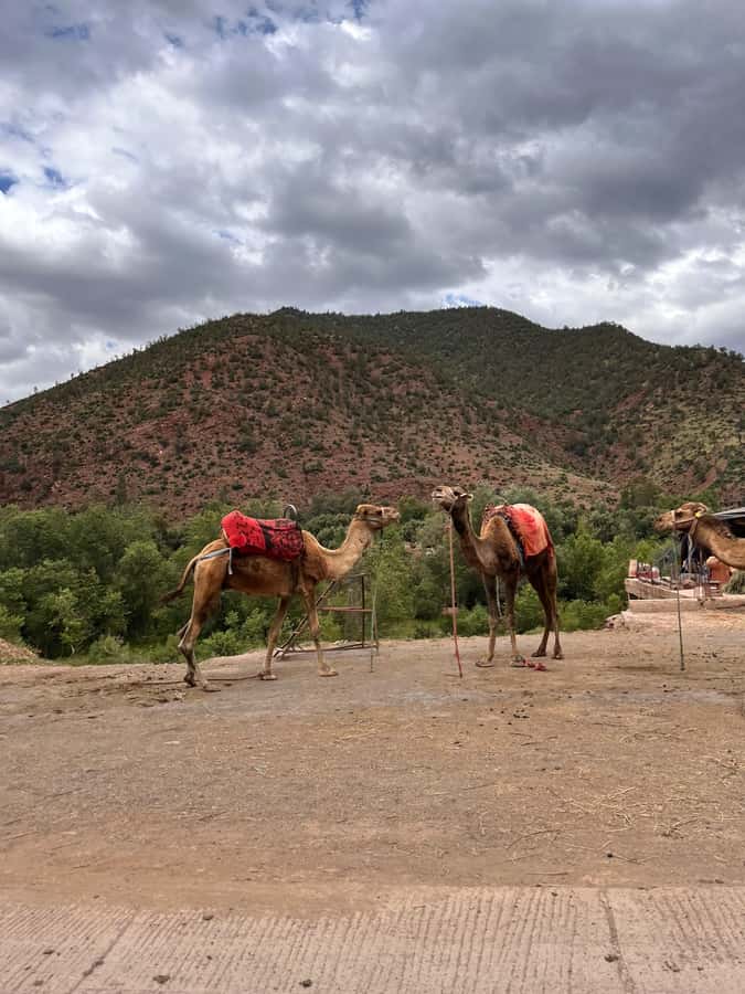 Marrakesh: Ourika Valley & Atlas Mountains Day Trip + Lunch - Leaving Marrakech for the Ourika Valley