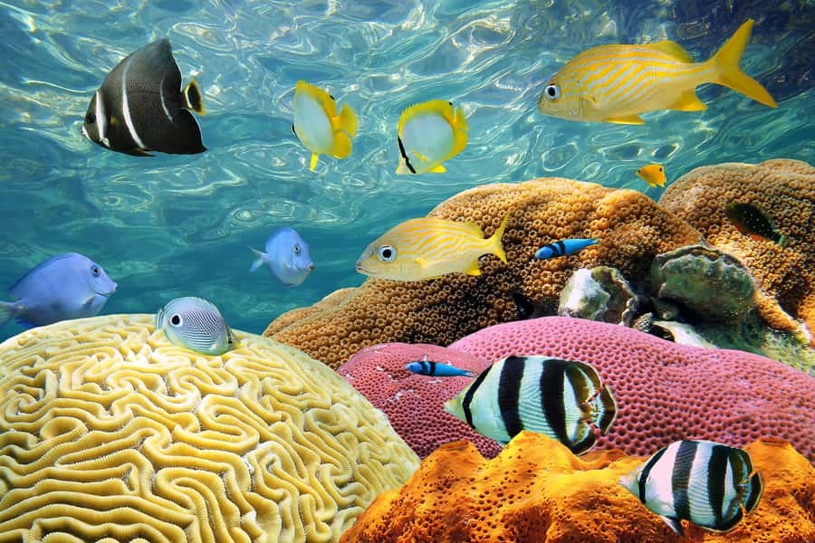 Miami: Key West Day Trip with pickup and boating options - Should you book this Miami to Key West trip?