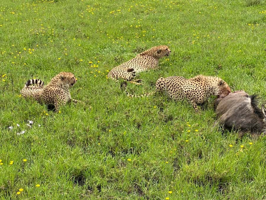 Mombasa: Tsavo East National Park Day Trip with Lunch - Key points before you book