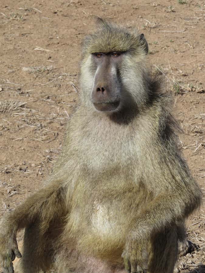 Mombasa: Tsavo East National Park Day Trip with Lunch - Why Tsavo East makes a strong coastal safari choice