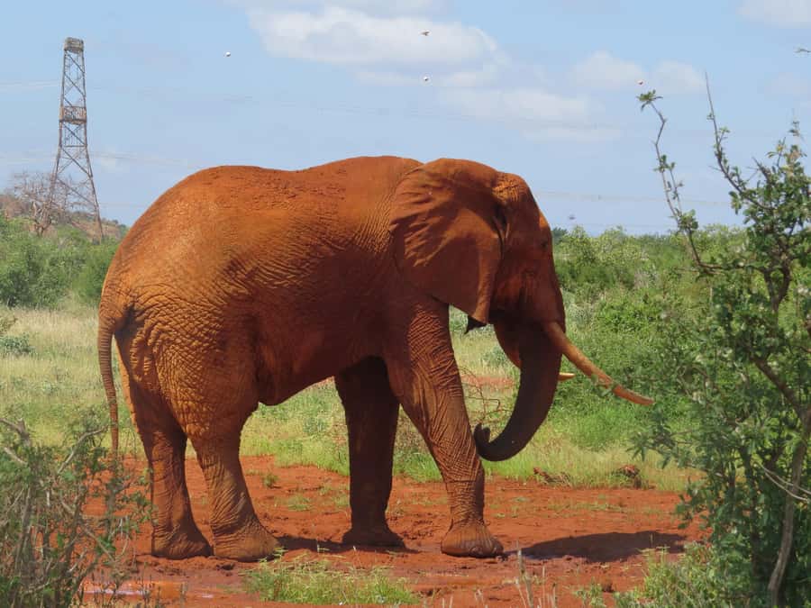Mombasa: Tsavo East National Park Day Trip with Lunch - The Galana River and Tsavo’s red elephants