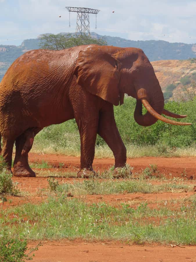 Mombasa: Tsavo East National Park Day Trip with Lunch - The Yatta Plateau, a huge lava-flow landmark