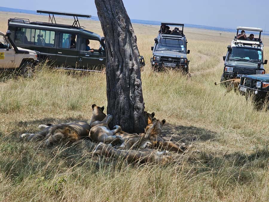 Mombasa: Tsavo East National Park Day Trip with Lunch - The afternoon drive and return to the coast