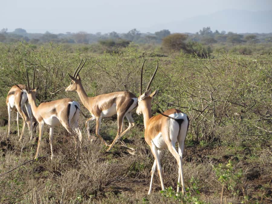 Mombasa: Tsavo East National Park Day Trip with Lunch - Is $153 good value?