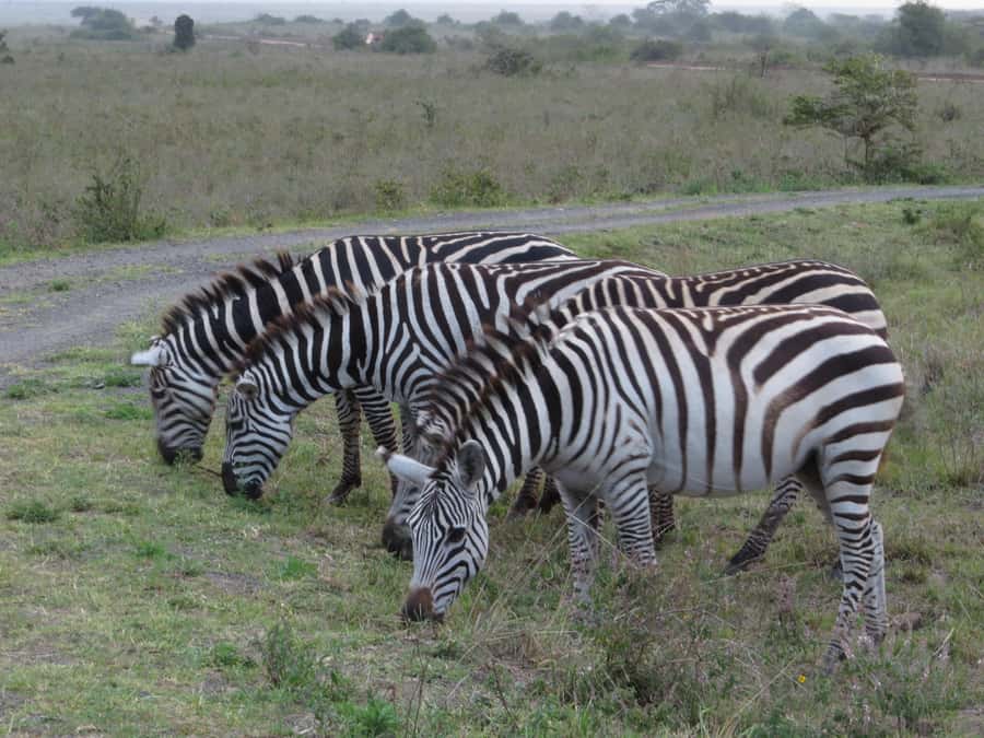 Mombasa: Tsavo East National Park Day Trip with Lunch - The three-hour ride from Mombasa or Diani Beach