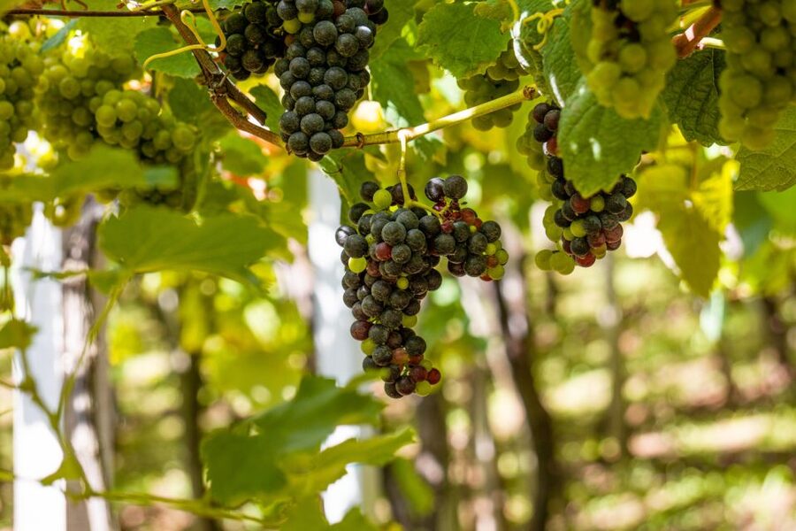Montserrat & Cava Wineries Day Trip from Barcelona w/ Pickup - A family cava cellar in the Penedès