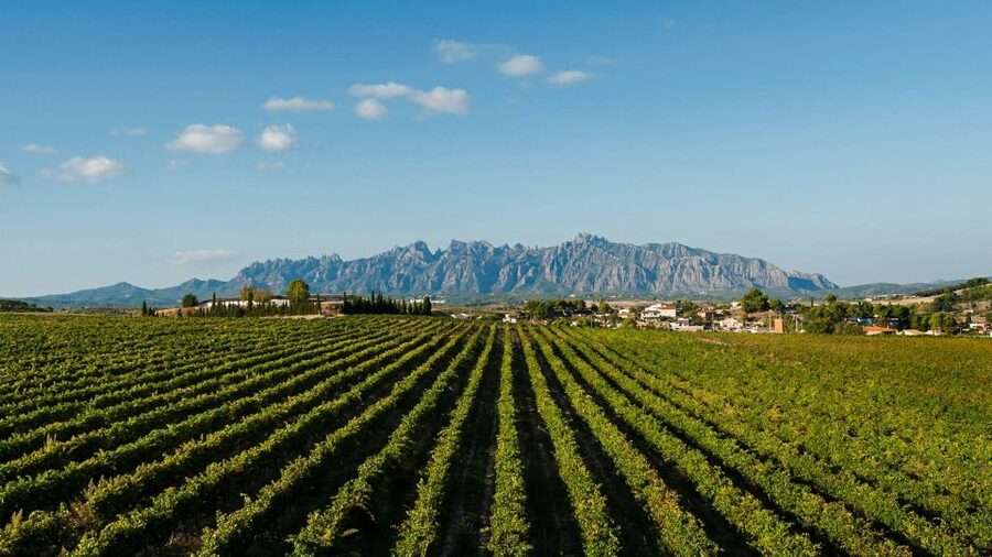 Montserrat & Cava Wineries Day Trip from Barcelona w/ Pickup - Practical tips for a smoother day