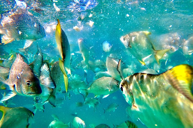Moreton Island Day Trip (Kayak, Snorkel & Sandboard) frm Brisbane or Gold Coast - Snorkeling at the Tangalooma Wrecks