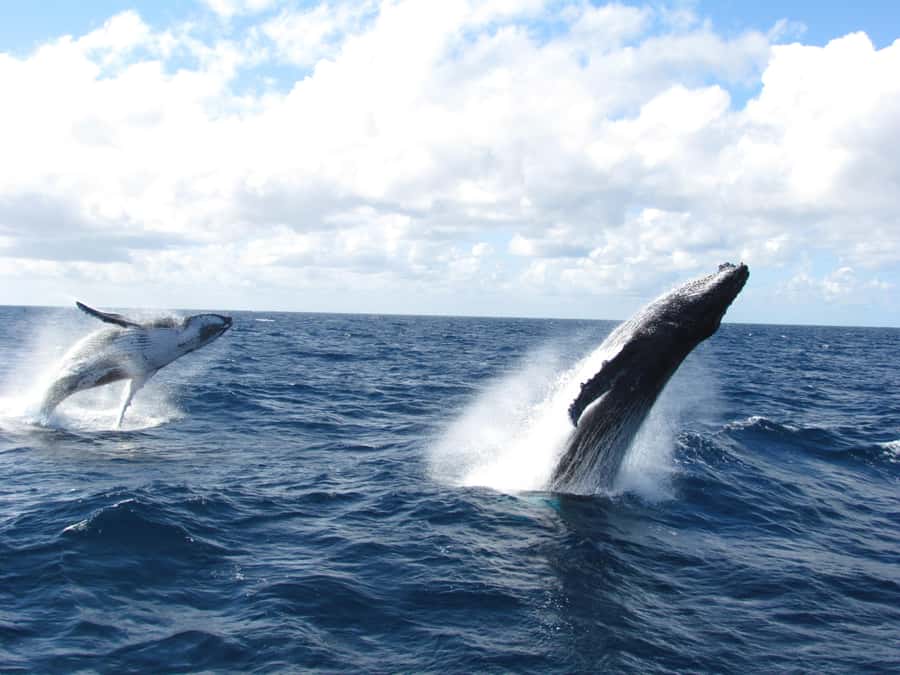 Moreton Island: Tangalooma Day Trip & Whale Watching Cruise - Key points at a glance