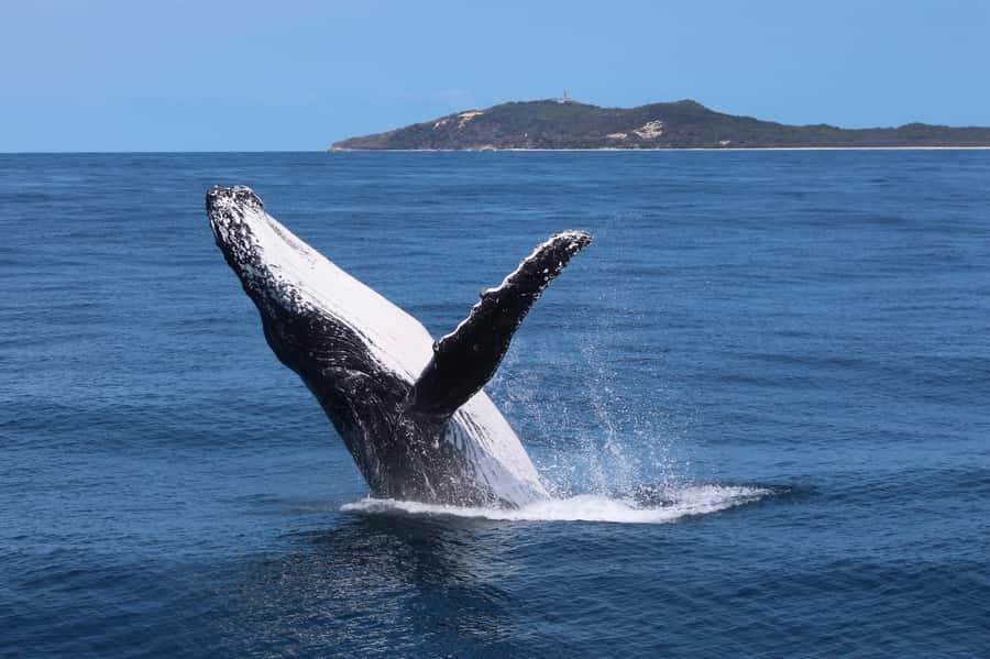 Moreton Island: Tangalooma Day Trip & Whale Watching Cruise - Why the whales make this Moreton Island trip worthwhile