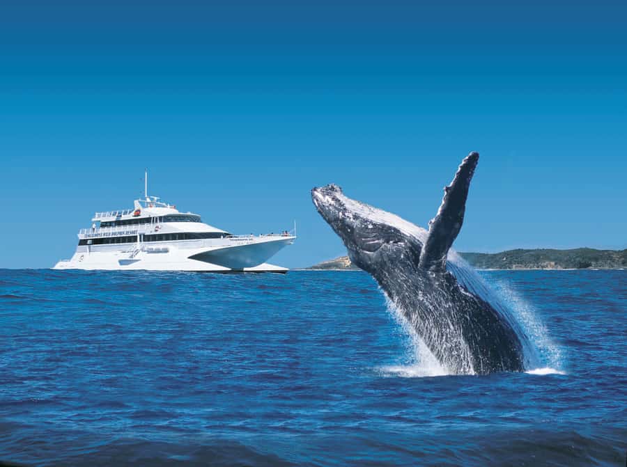 Moreton Island: Tangalooma Day Trip & Whale Watching Cruise - The 75-minute ferry from Brisbane to Moreton Island