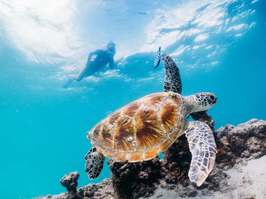 Moreton Island: Tangalooma Day Trip with Snorkeling Tour - Is the guided snorkel right for your ability?