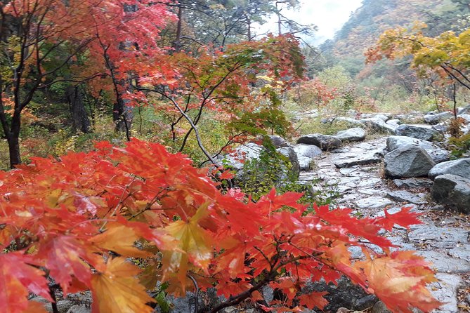 Mt. Seorak+Nami Island+Garden of Morning Calm Day Trip from Seoul - Guides, pacing, and the value of good organization