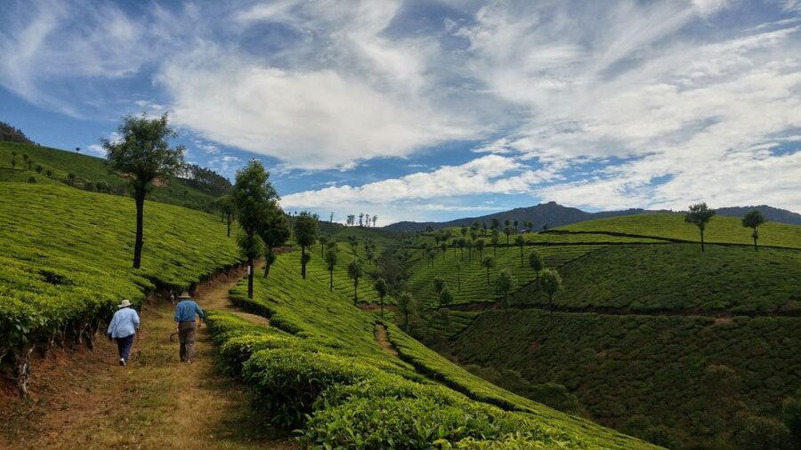 Munnar Private Day Trip - Who should book this Munnar day trip?
