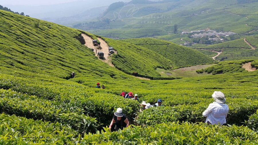 Munnar Private Day Trip - The Kochi to Munnar road sets the pace