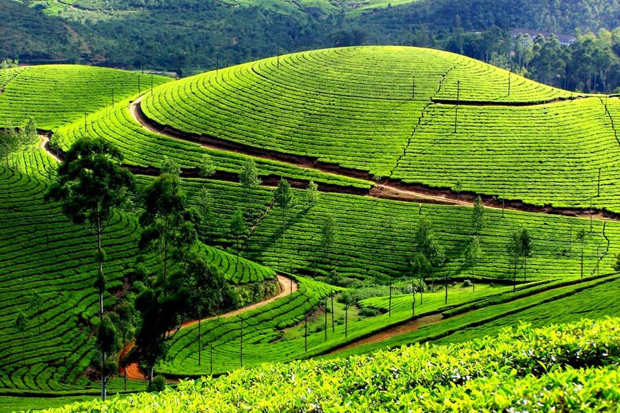 Munnar Private Day Trip - Munnar introduces Kerala’s tea country