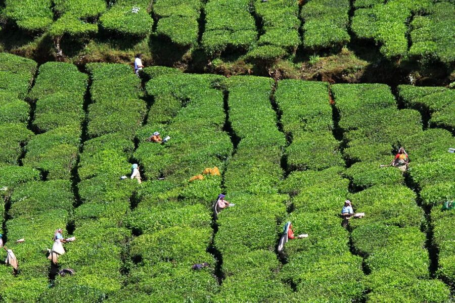 Munnar Private Day Trip - Walking through the plantation makes the visit personal