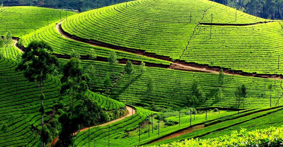 Munnar Private Day Trip - Lunch and the spice plantation complete the route