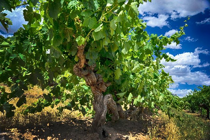 Murray River Day Trip from Adelaide Including Lunch Cruise aboard the Proud Mary - Who will enjoy this day most