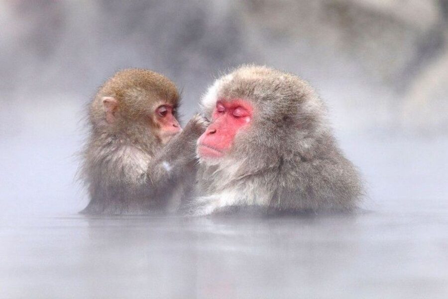 Nagano: Snow Monkeys, Zenkoji Temple & Sake Day Trip - Lunch is a serious part of the value