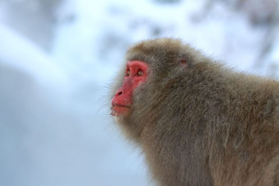 Nagano: Snow Monkeys, Zenkoji Temple & Sake Day Trip - The forest trail to Jigokudani is part of the experience