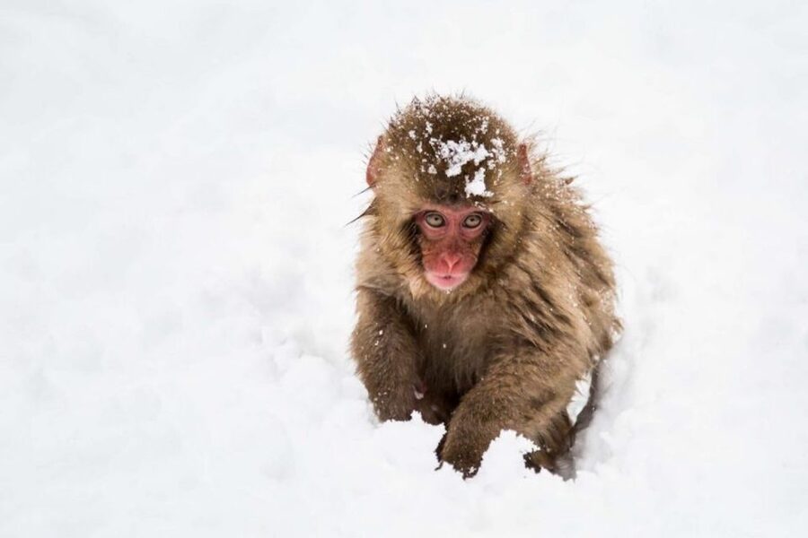 Nagano: Snow Monkeys, Zenkoji Temple & Sake Day Trip - The guides make the long day easier