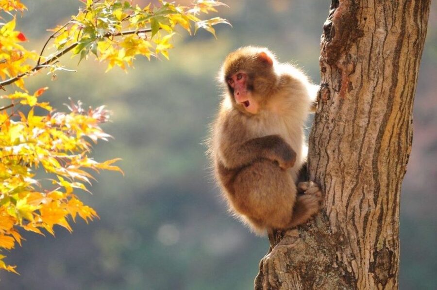 Nagano: Snow Monkeys, Zenkoji Temple & Sake Day Trip - Sake tasting offers more than a quick drink