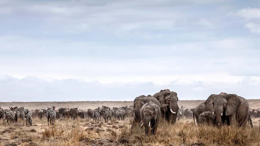 Nairobi: Day Trip to Maasai Mara Reserve & Maasai village - Picnic lunch and a second wildlife search