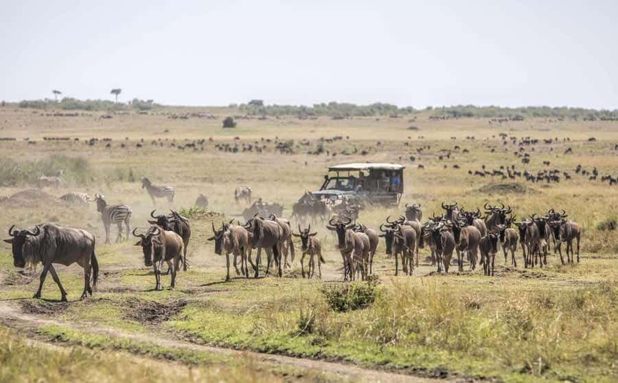 Nairobi: Day Trip to Maasai Mara Reserve & Maasai village - What the $180 price really buys
