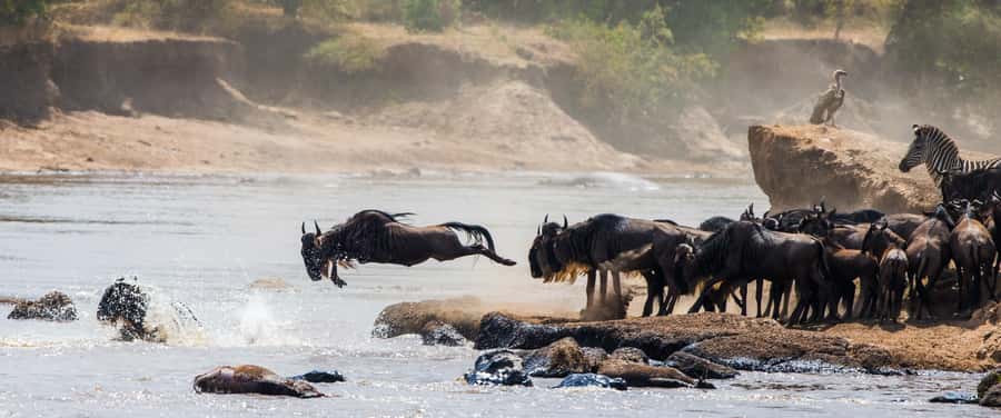 Nairobi: Day Trip to Maasai Mara Reserve & Maasai village - Booking details worth checking