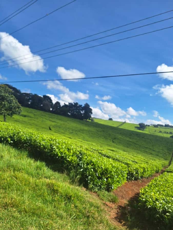 Nairobi: Tea Farm Day Trip with Lunch at kiambethu - Key points to know before you go