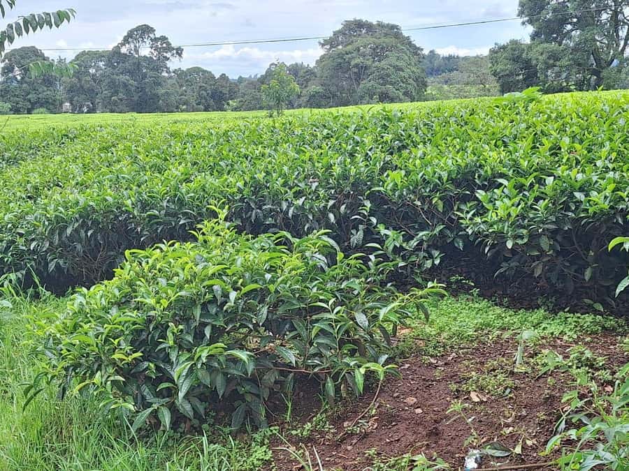 Nairobi: Tea Farm Day Trip with Lunch at kiambethu - A tea farm day that feels personal