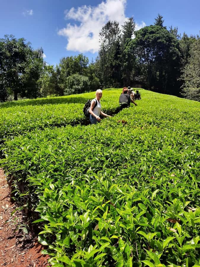 Nairobi: Tea Farm Day Trip with Lunch at kiambethu - The 11 a.m. welcome and farm story