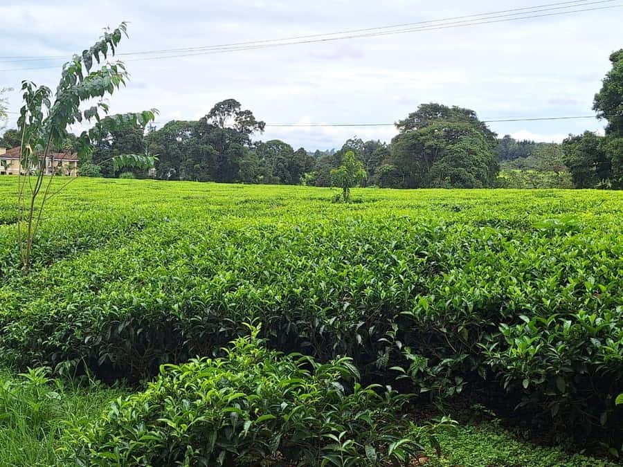 Nairobi: Tea Farm Day Trip with Lunch at kiambethu - Walking through the tea fields