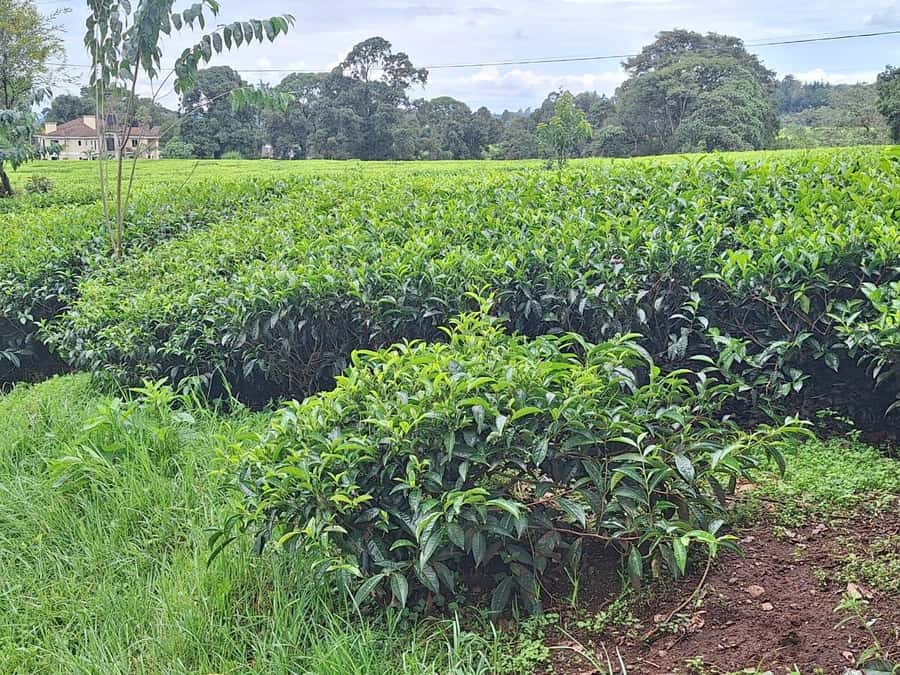 Nairobi: Tea Farm Day Trip with Lunch at kiambethu - A three-course farm lunch at about 1 p.m.