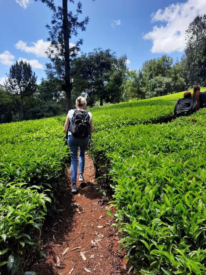 Nairobi: Tea Farm Day Trip with Lunch at kiambethu - What the $44 price really means