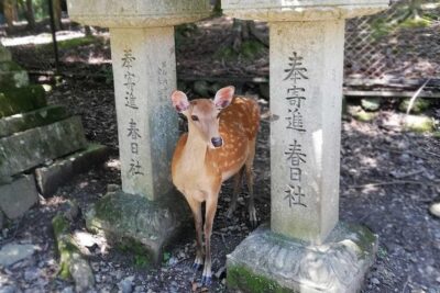 Nara Half Day Trip Walking Tour (Private Option Available)