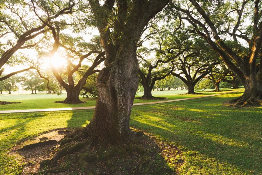 New Orleans: Oak Alley Plantation and Swamp Cruise Day Trip - How the two stops fit together