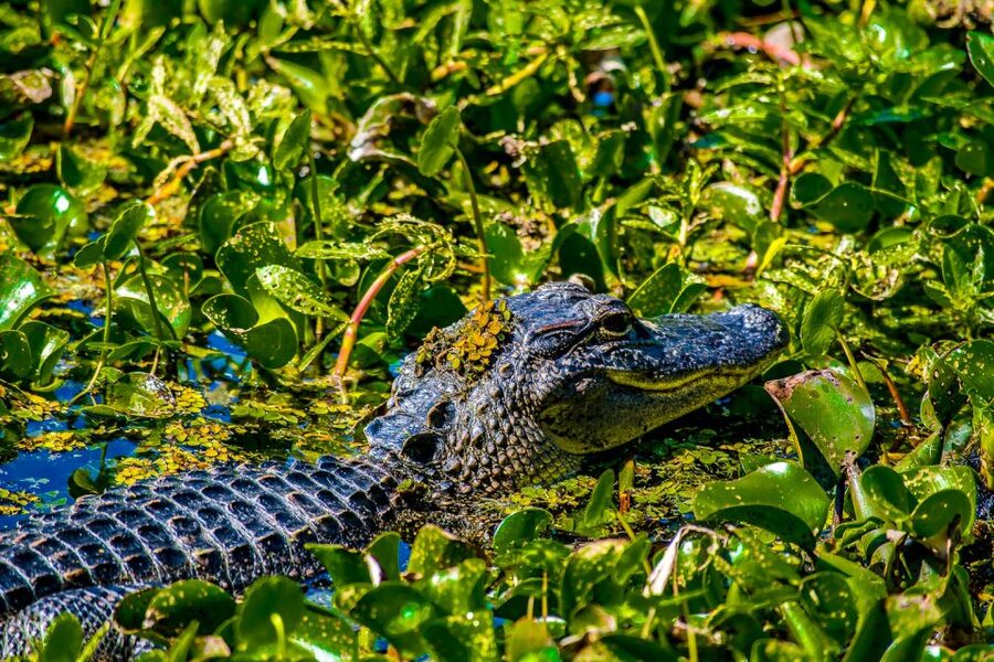 New Orleans: Oak Alley Plantation and Swamp Cruise Day Trip - Who will get the most from this tour