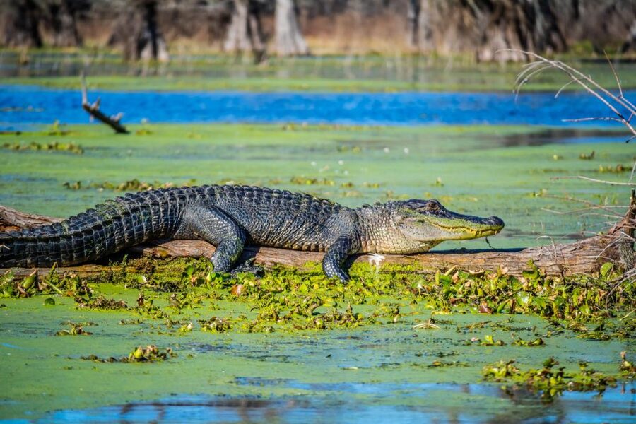 New Orleans: Oak Alley Plantation and Swamp Cruise Day Trip - Is Oak Alley and the swamp cruise worth $125?