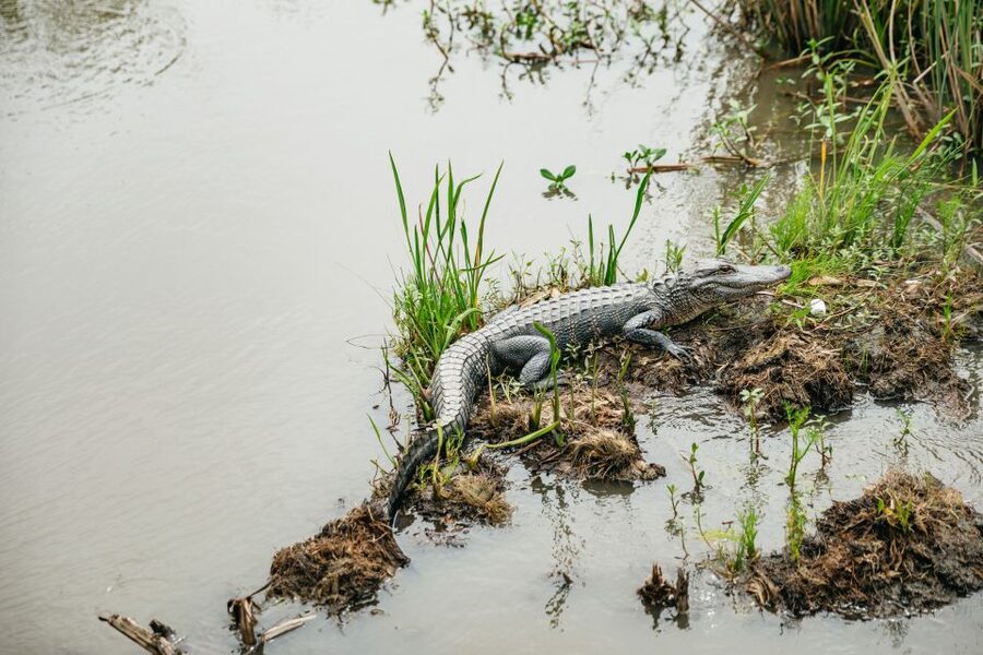 New Orleans: Oak Alley Plantation and Swamp Cruise Day Trip - The ride out to Oak Alley