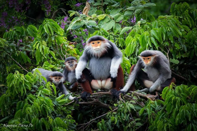 Ninh Binh: Cuc Phuong Jungle Hike & Wildlife Day Trip - Why Cuc Phuong makes a strong day trip from Ninh Binh