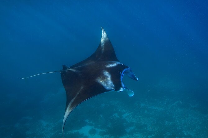 Nusa Penida day trip: boat, 4 snorkeling, Manta rays & Land tour - SD Point offers a coral garden near Penida