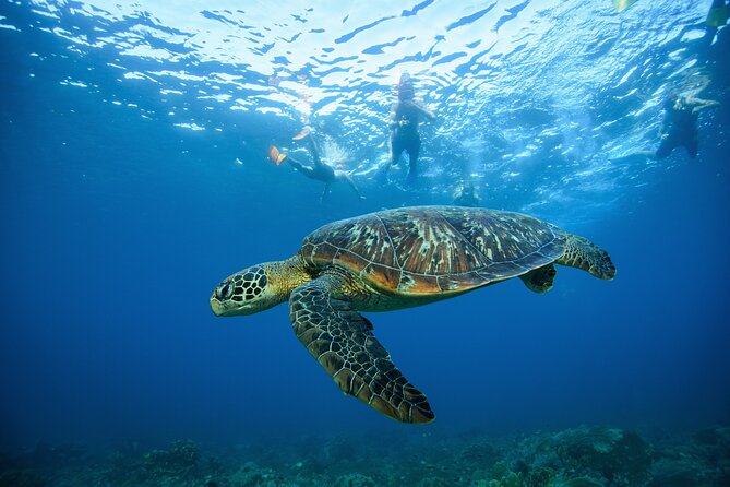 Nusa Penida day trip: boat, 4 snorkeling, Manta rays & Land tour - Kelingking Cliff gives you the famous land view