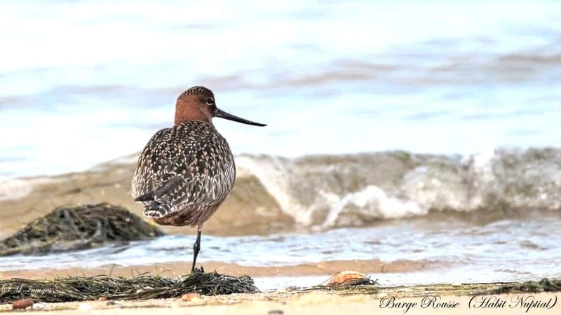 Olhão: Ria Formosa 3 Islands Guided Day Trip by Boat - Who should book this boat trip?