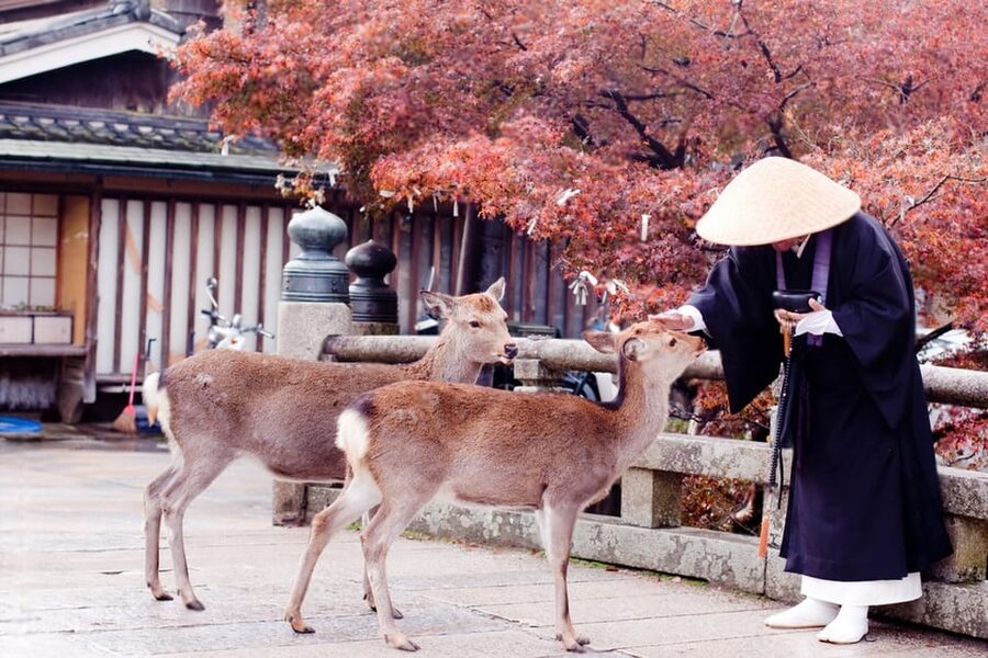 Osaka/Kyoto: Private Kyoto and Nara Day Trip - Timing, price, and practical tradeoffs