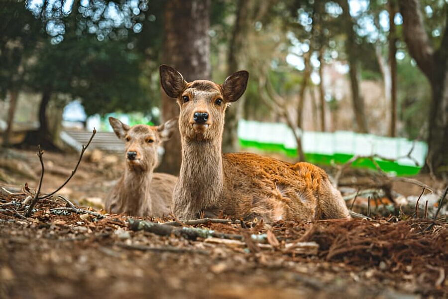 Osaka/Kyoto: Private Kyoto and Nara Day Trip - Kasuga-taisha and the quieter side of Nara