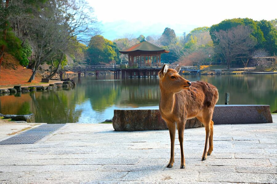 Osaka/Kyoto: Private Kyoto and Nara Day Trip - What the vehicle and driver add